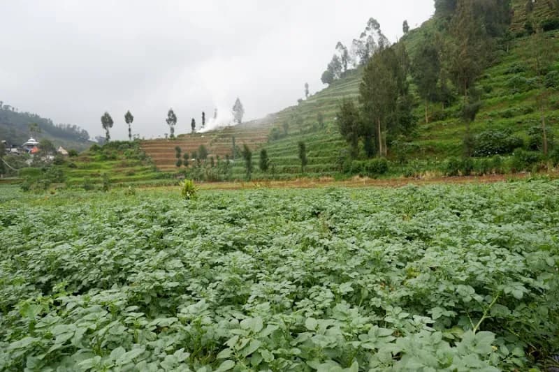 RedDoorz Gerbang Dieng - Photo 4