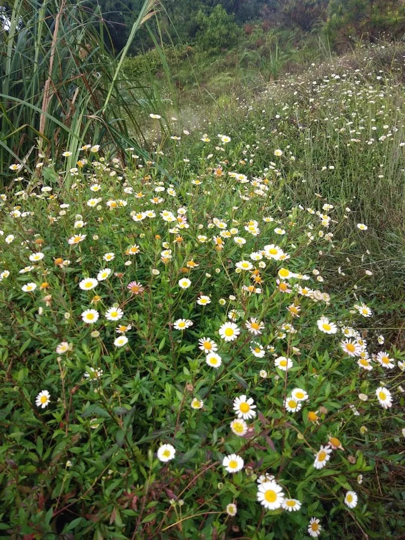 Gunung Prau - Photo 3