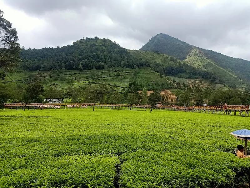 Agrowisata Teh Tambi Kejajar - Photo 2