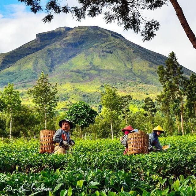Agrowisata Teh Tambi Kejajar - Photo 3