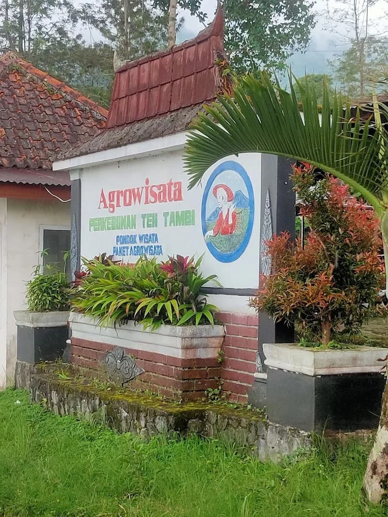 Agrowisata Teh Tambi Kejajar - Photo 4