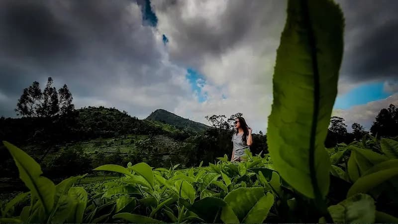 Agrowisata Teh Tambi Kejajar - Photo 5