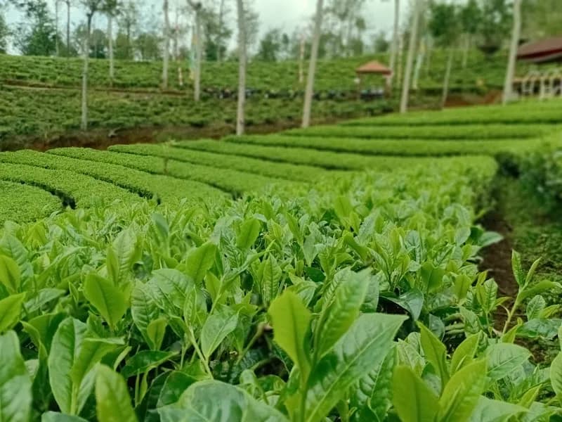 Kebun Teh Panama - Photo 2