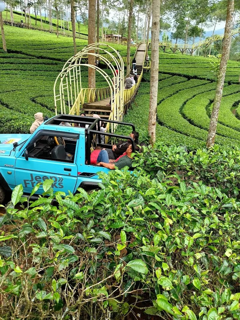 Kebun Teh Panama - Photo 3