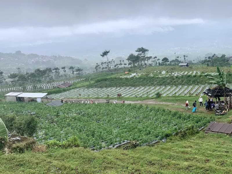 Gunung Cilik Kaliurip Wonosobo - Photo 3