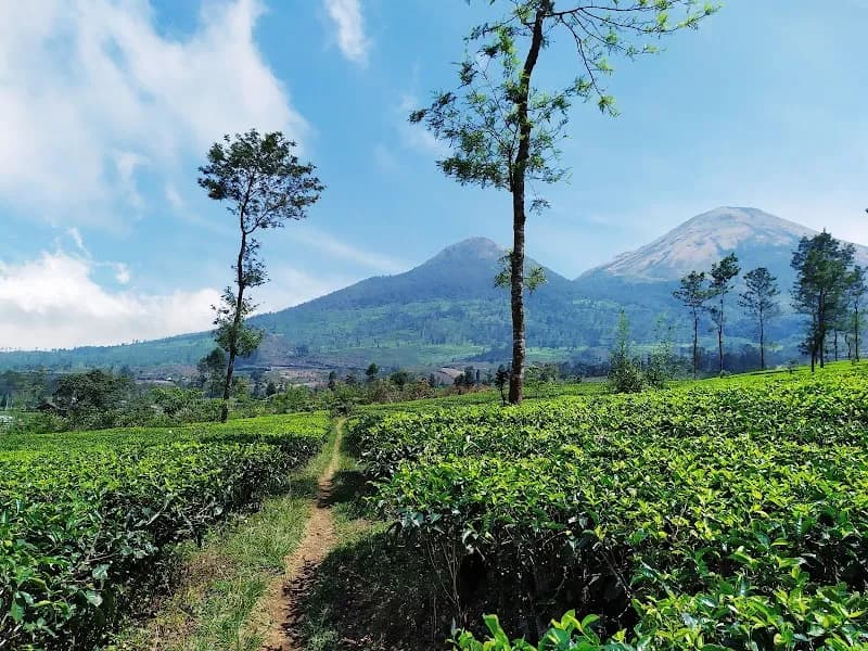 Kebun Teh Bedakah - Photo 3