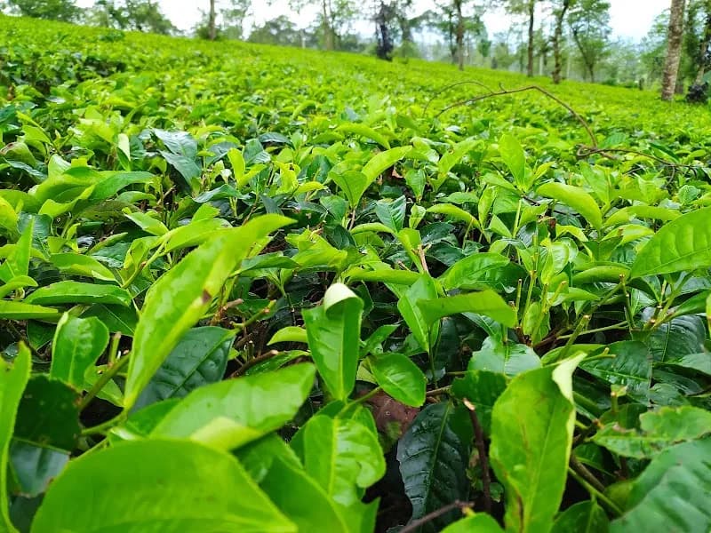 Kebun Teh Bedakah - Photo 5
