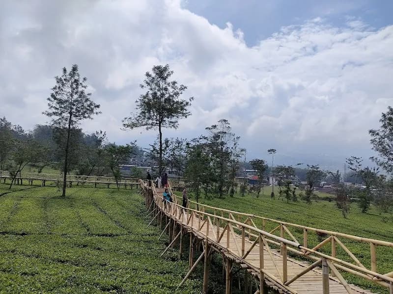 Kebun Teh Candiyasan Wonosobo - Photo 2