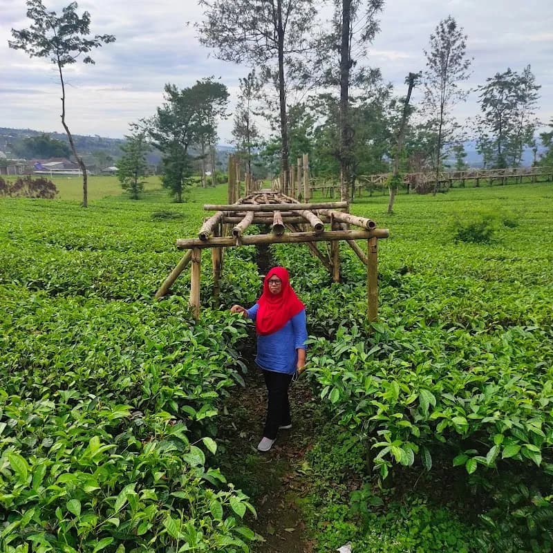 Kebun Teh Candiyasan Wonosobo - Photo 3