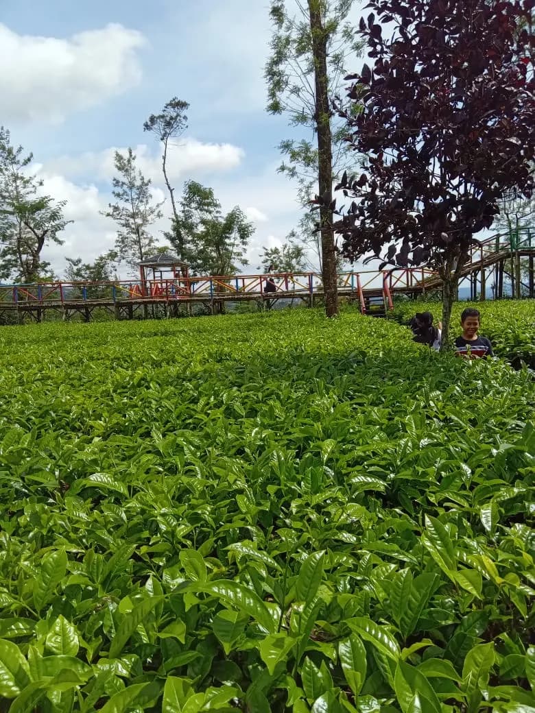Kebun Teh Candiyasan Wonosobo - Photo 4