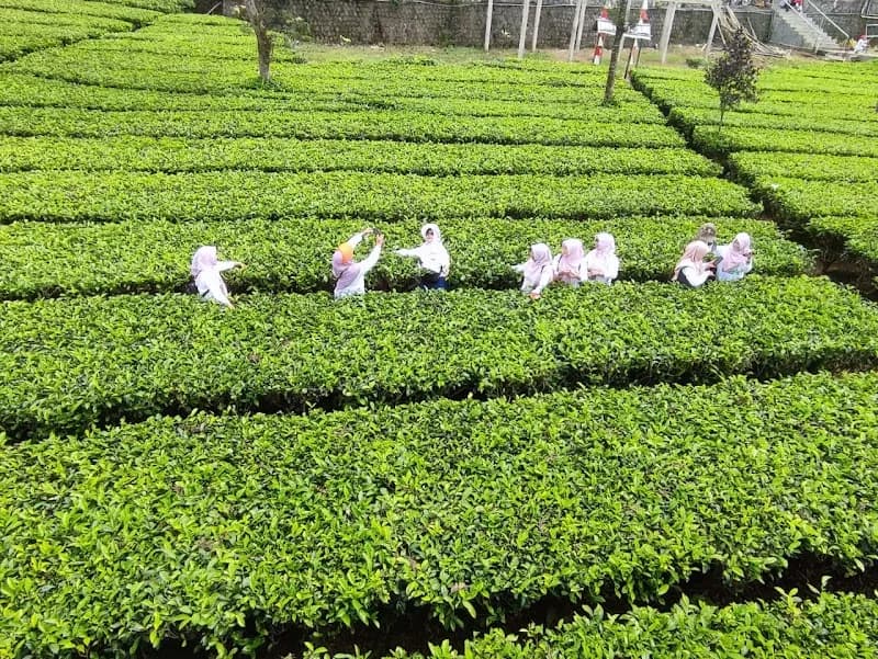 Kebun Teh Candiyasan Wonosobo - Photo 5