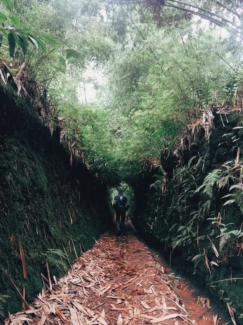 Hutan Bambu Desa Wisata Sendangsari - Photo 4