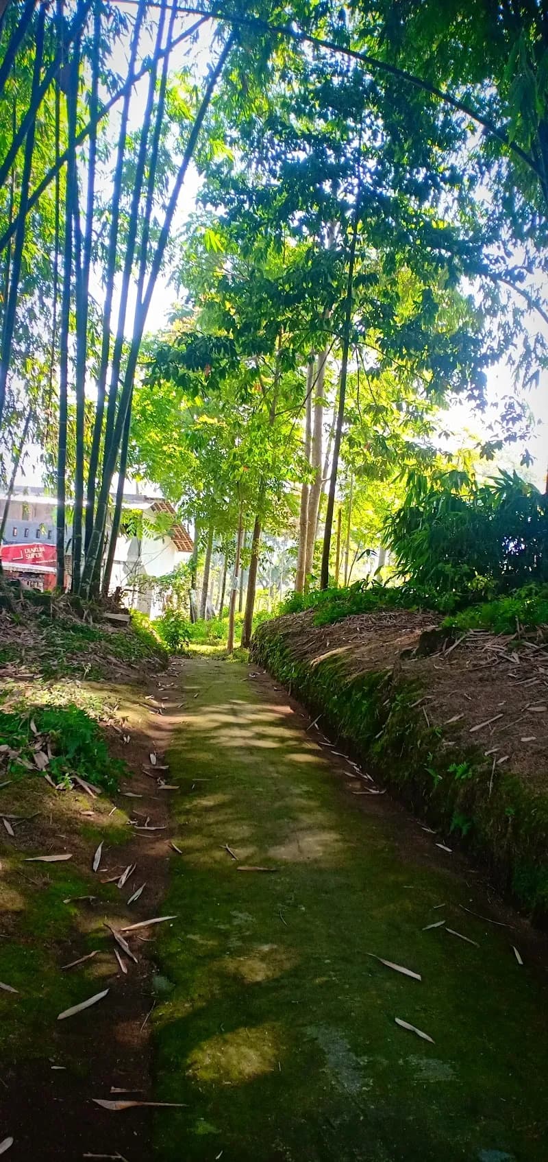 Hutan Bambu Desa Wisata Sendangsari - Photo 5