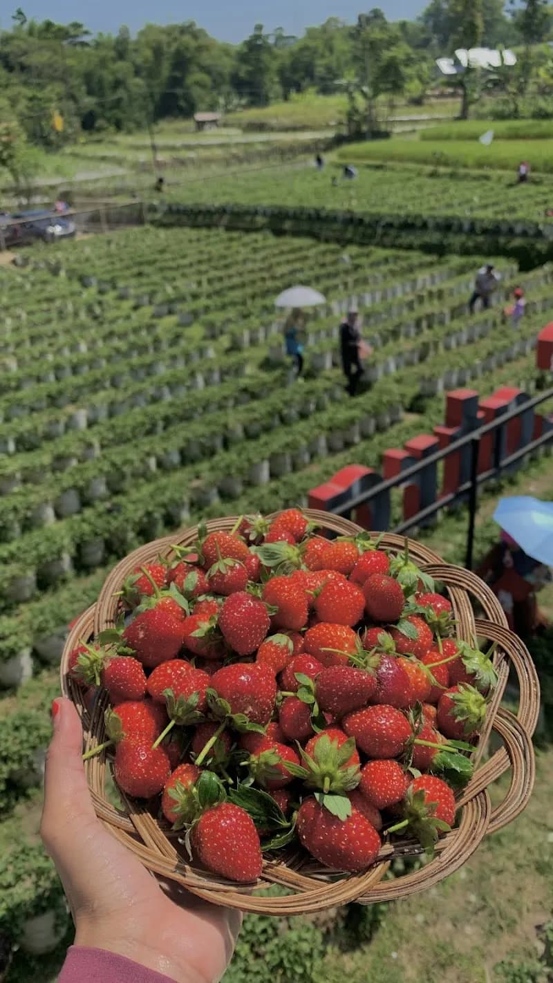 Catra Strawberry Dieng - Photo 2