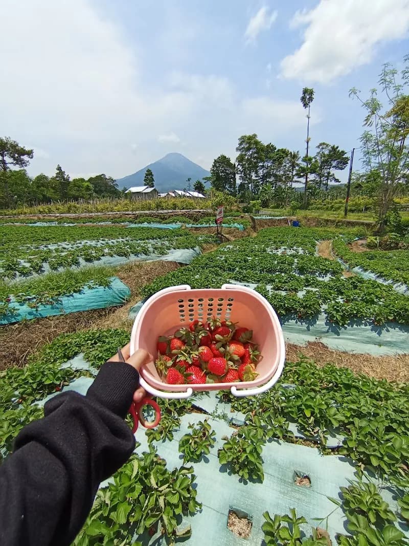 Catra Strawberry Dieng - Photo 3