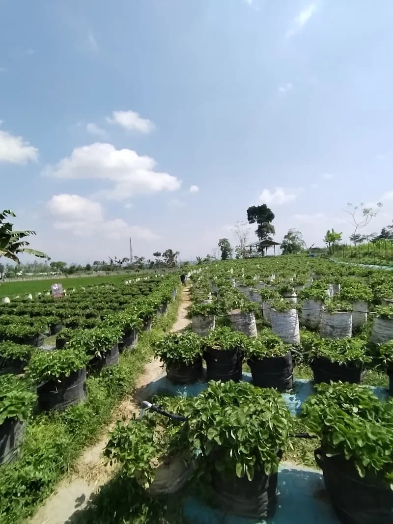 Catra Strawberry Dieng - Photo 4