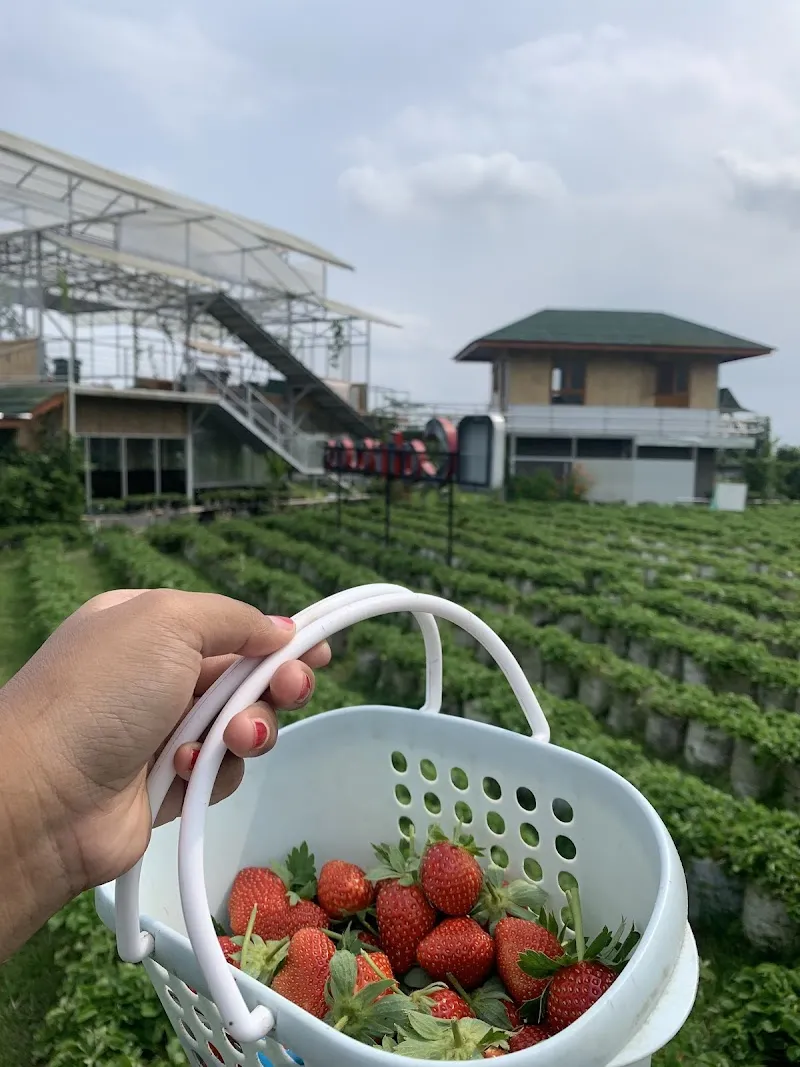 Catra Strawberry Dieng - Photo 5