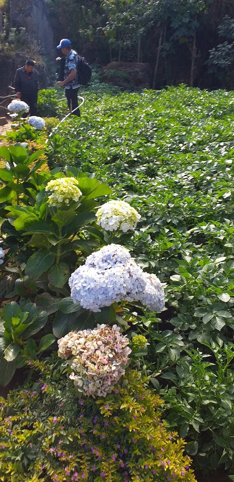 Gardu Pandang Telaga Gratis - Photo 4