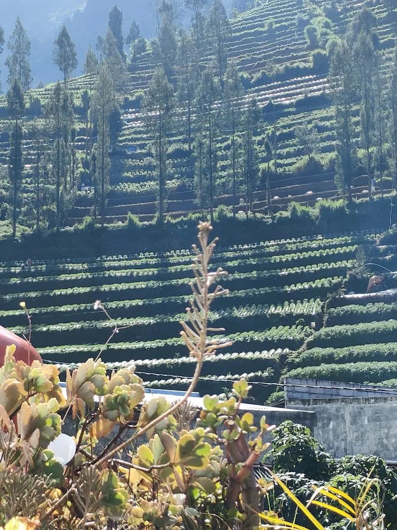 Sikembar Hostel Dieng