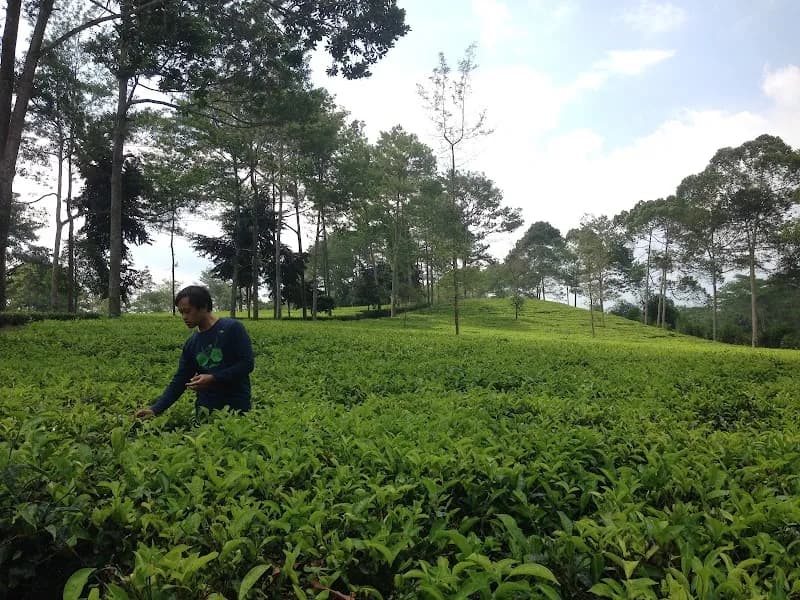 Agrowisata Tambi Tanjungsari