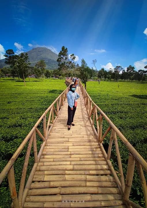 Agrowisata Teh Tambi Kejajar