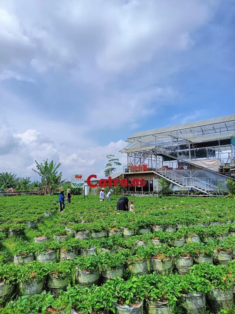 Catra Strawberry Dieng