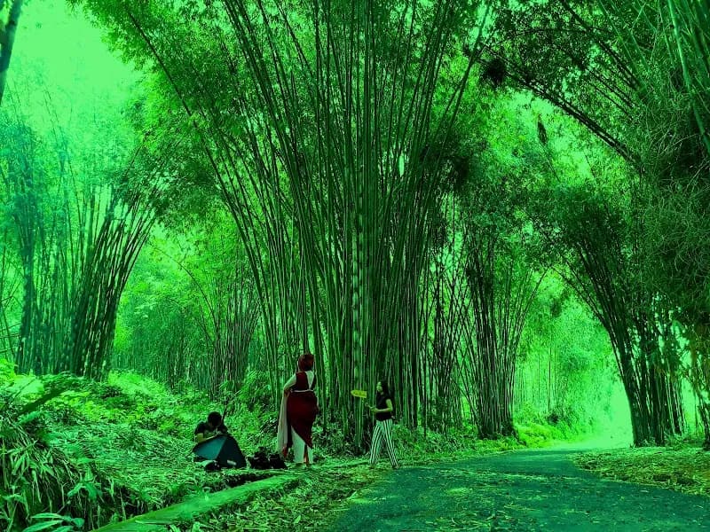 Hutan Bambu Desa Wisata Sendangsari