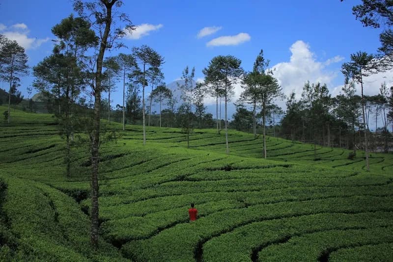 Kebun Teh Bedakah