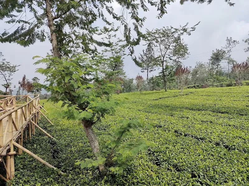 Kebun Teh Candiyasan Wonosobo