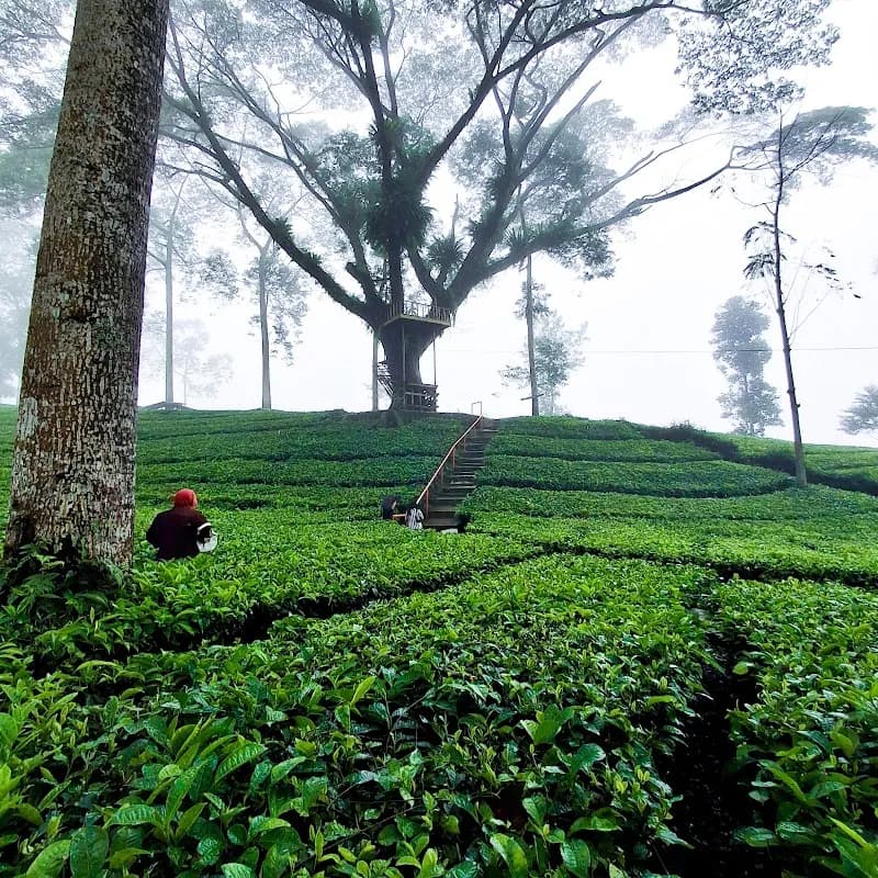 Kebun Teh Tambi