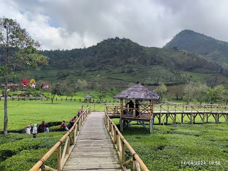 Wisata Alam Kebun Teh Sikatok