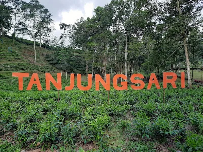 Kebun Teh Tambi Tanjungsari